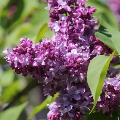 Сирень ИЗОБИЛИЕ в Мозыре