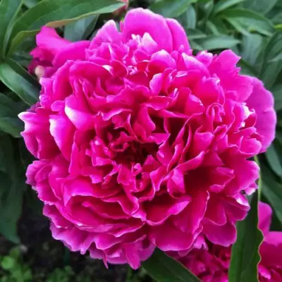 Пион КАРЛ РОЗЕНФЕЛЬД травянистый в Мозыре