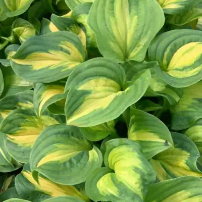 Хоста ЭМЕРАЛЬД ЧАРДЖЕР гибридная в Мозыре