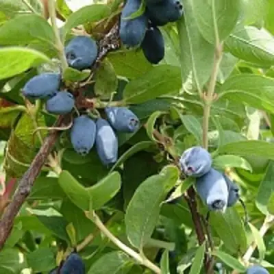 Жимолость съедобная НАРЫМСКАЯ в Мозыре