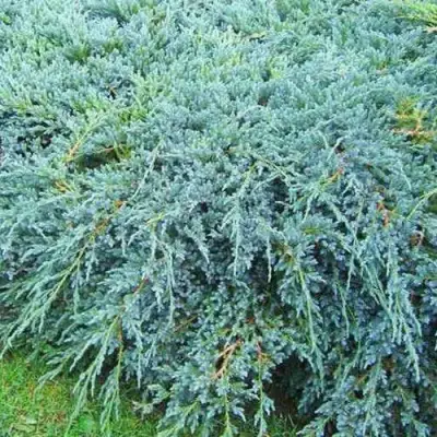 Можжевельник БЛЮ КАРПЕТ чешуйчатый в Мозыре