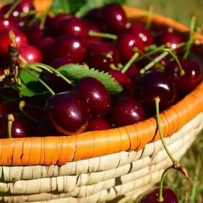 Вишня НЕСВИЖСКАЯ в Мозыре