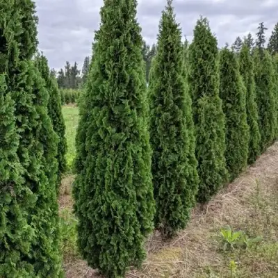 Туя ДЕГРУТ СПАЙР западная в Мозыре