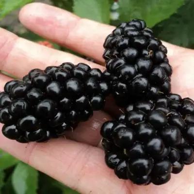 Ежевика ПОЛАР бесшипная  в Мозыре