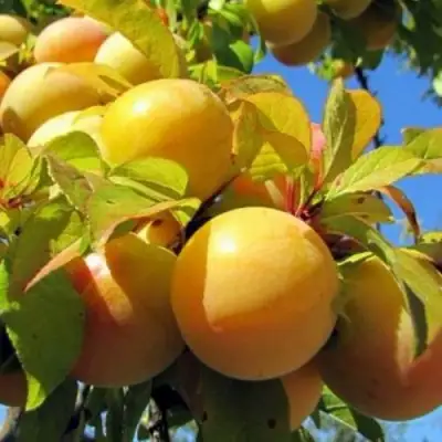 Слива МЕДОВАЯ ЖЁЛТАЯ в Мозыре