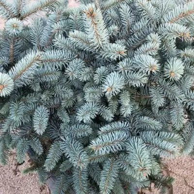 Ель ГЛАУКА колючая в Мозыре