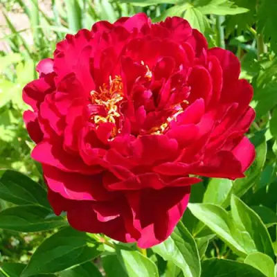 Пион ХРАБРЫЙ ВОИН травянистый в Мозыре