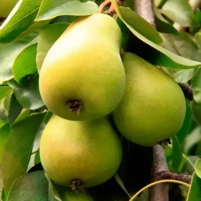 Груша НЕЖНОСТЬ колонновидная	 в Мозыре