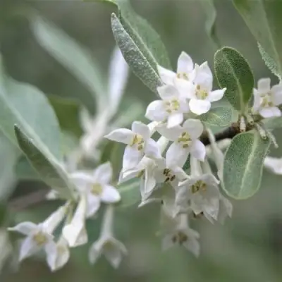 ЛОХ СЕРЕБРИСТЫЙ в Мозыре