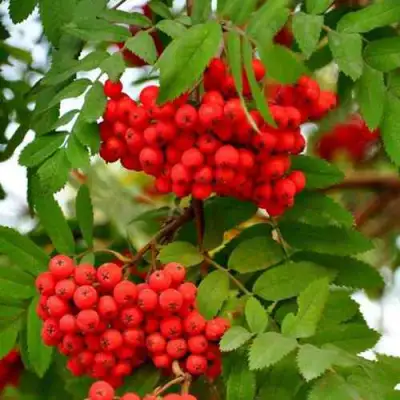 Рябина ОБЫКНОВЕННАЯ в Мозыре