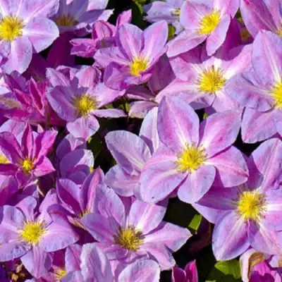 Клематис ЧЕЙНДЖ ОФ ХАРТ в Мозыре