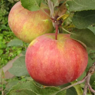 Яблоня ПЕРВОУРАЛЬСКОЕ в Мозыре