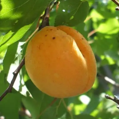 Абрикос ОРЛОВЧАНИН  в Мозыре