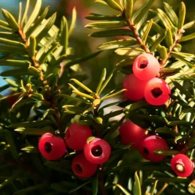 Тис ЭЛЕГАНТИССИМА ягодный в Мозыре