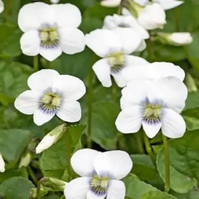 Фиалка АЛЬБИФЛОРА сестринская в Мозыре