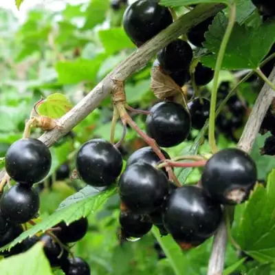 Смородина чёрная ЧЁРНЫЙ АИСТ в Мозыре