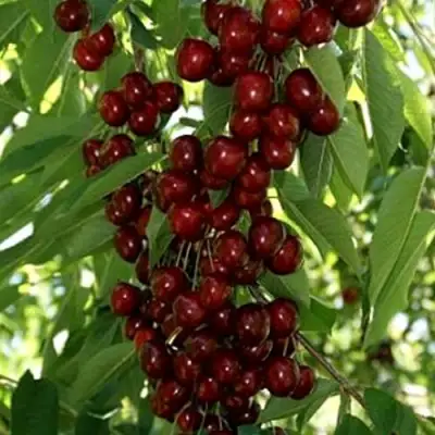 Черешня ХЕЛЕНА колоновидная в Мозыре