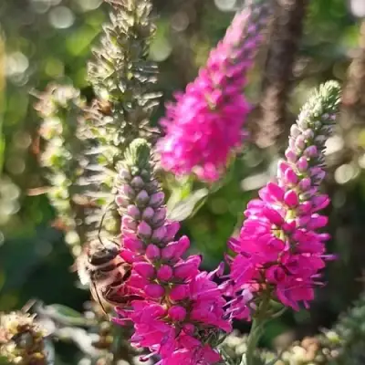 Вероника РОЗЕА колосковая в Мозыре