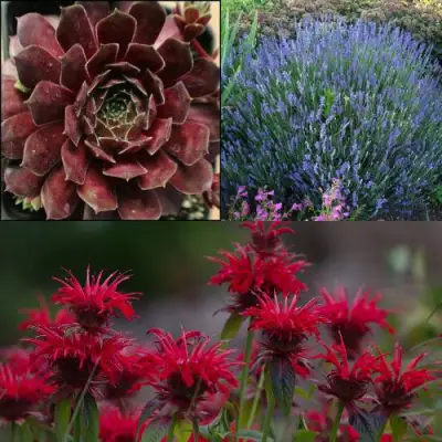 Комплект ФИОЛЕТОВОЕ ВДОХНОВЕНИЕ в Мозыре