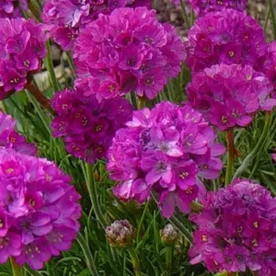 Армерия МОНИНГ СТАР ДИП РОУЗ в Мозыре