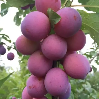 Слива ИМПЕРИАЛ колонновидная в Мозыре