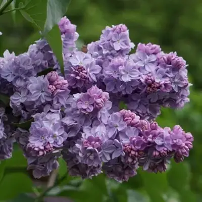 Сирень КАТЕРИНА ХАВЕМЕЙЕР в Мозыре