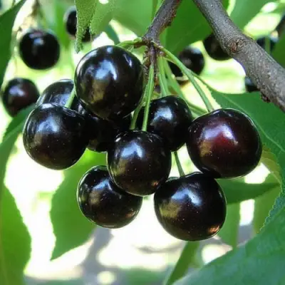 Вишня РОССОШАНСКАЯ ЧЕРНАЯ в Мозыре