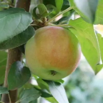 Яблоня ПОДСНЕЖНИК стелющаяся в Мозыре