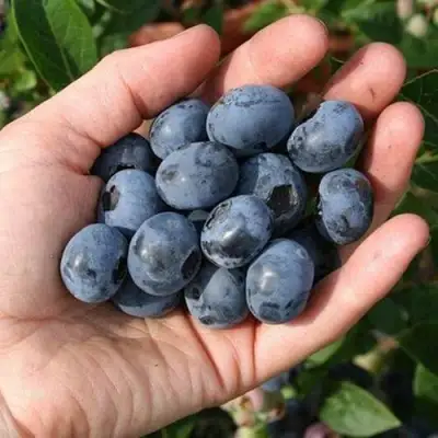 Голубика ПАТРИОТ в Мозыре