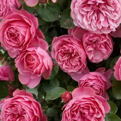 Роза ЛЕОНАРДО ДА ВИНЧИ флорибунда в Мозыре