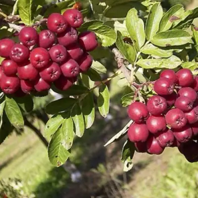 Рябина БУРКА сладкоплодная в Мозыре