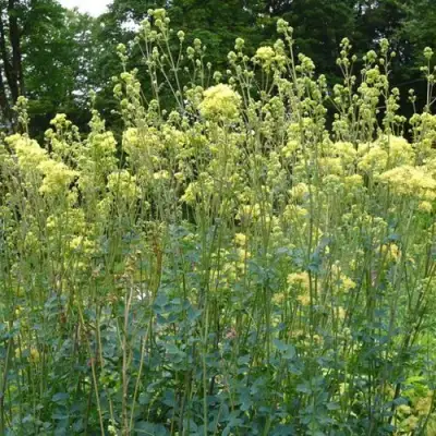 Василистник ГЛАУКУМ желтый в Мозыре