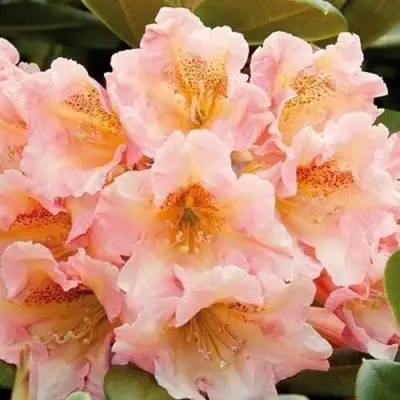 Рододендрон ФЛАУТАНДО в Мозыре