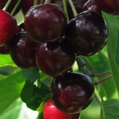 Черешня ВАЛЕРИЙ ЧКАЛОВ в Мозыре