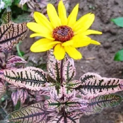 Гелиопсис САММЕР ПИНК в Мозыре