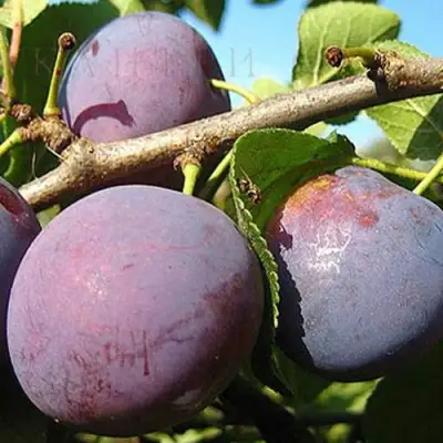 Слива СТАРТОВАЯ в Мозыре