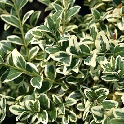 Бирючина ВАРИЕГАТУМ овальнолистная в Мозыре