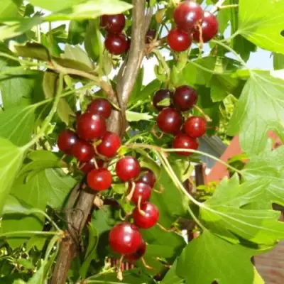 Смородина золотистая ВИШНЕВАЯ в Мозыре