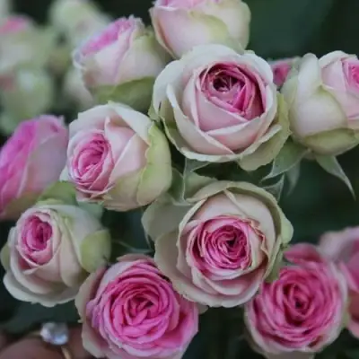 Роза МИМИ ЭДЕН спрей в Мозыре