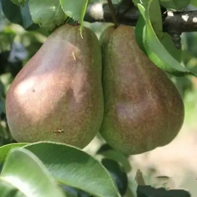 Груша БРЯНСКАЯ КРАСАВИЦА в Мозыре