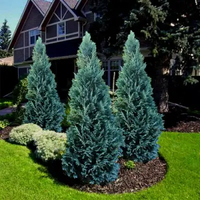 Кипарисовик ВАН ПЕЛЬТС БЛЮ лавсона в Мозыре