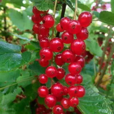 Смородина красная КОНСТАНТИНОВСКАЯ в Мозыре