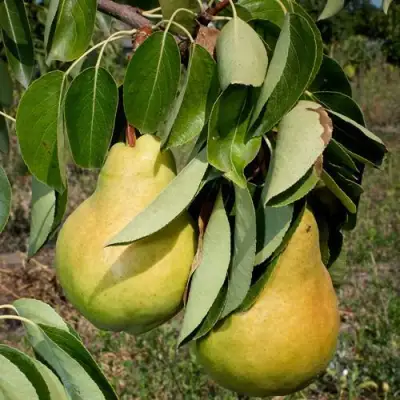 Груша ДЮШЕС ЛЕТНИЙ в Мозыре