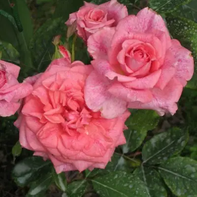 Роза ПЬЕР КАРДЕН чайно-гибридная в Мозыре