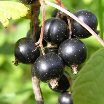 Смородина чёрная ПАМЯТЬ ВАВИЛОВА в Мозыре