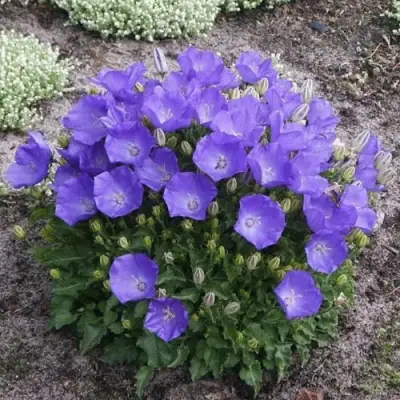 Колокольчик САНТА карпатский в Мозыре