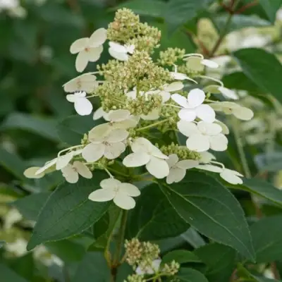 Гортензия ПРИМ ВАЙТ метельчатая в Мозыре