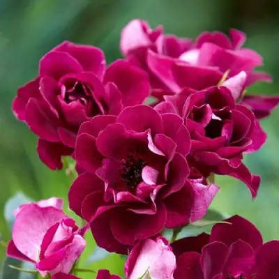 Роза БУРГУНДИ АЙС флорибунда в Мозыре