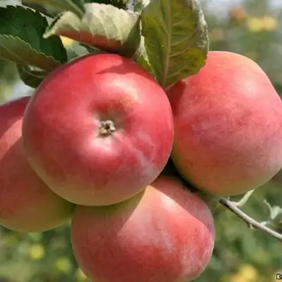 Яблоня ВЭМ-РОЗОВЫЙ в Мозыре