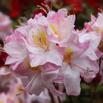 Азалия САТОМИ японская в Мозыре